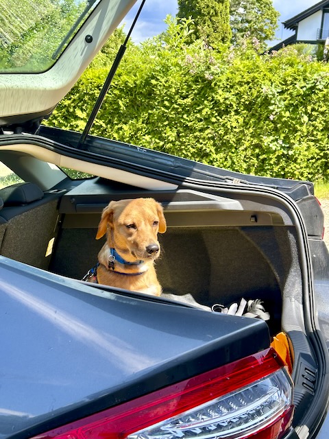Hund sitzt im Kofferraum eines stehenden Automobils